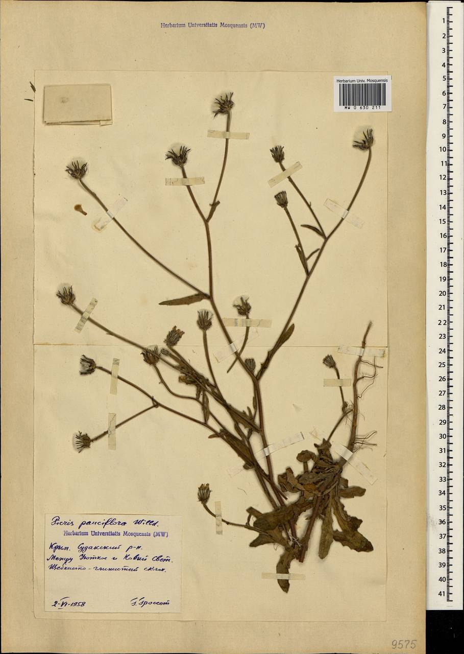 Cerastium brachypetalum