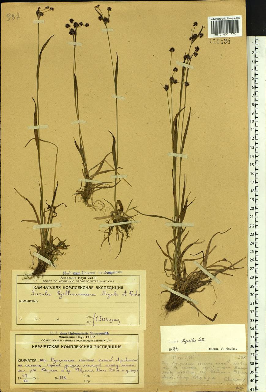 Горлюха Даурская