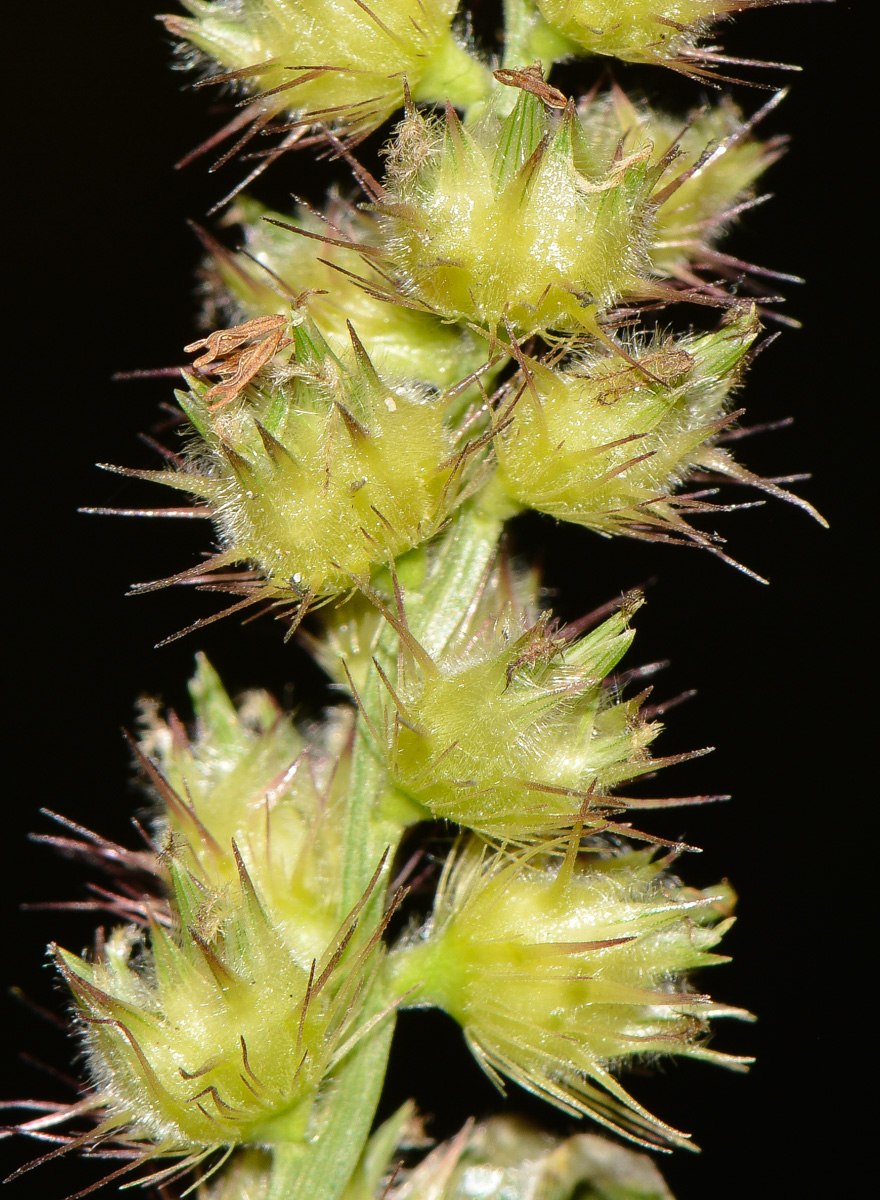 Горлюха Даурская