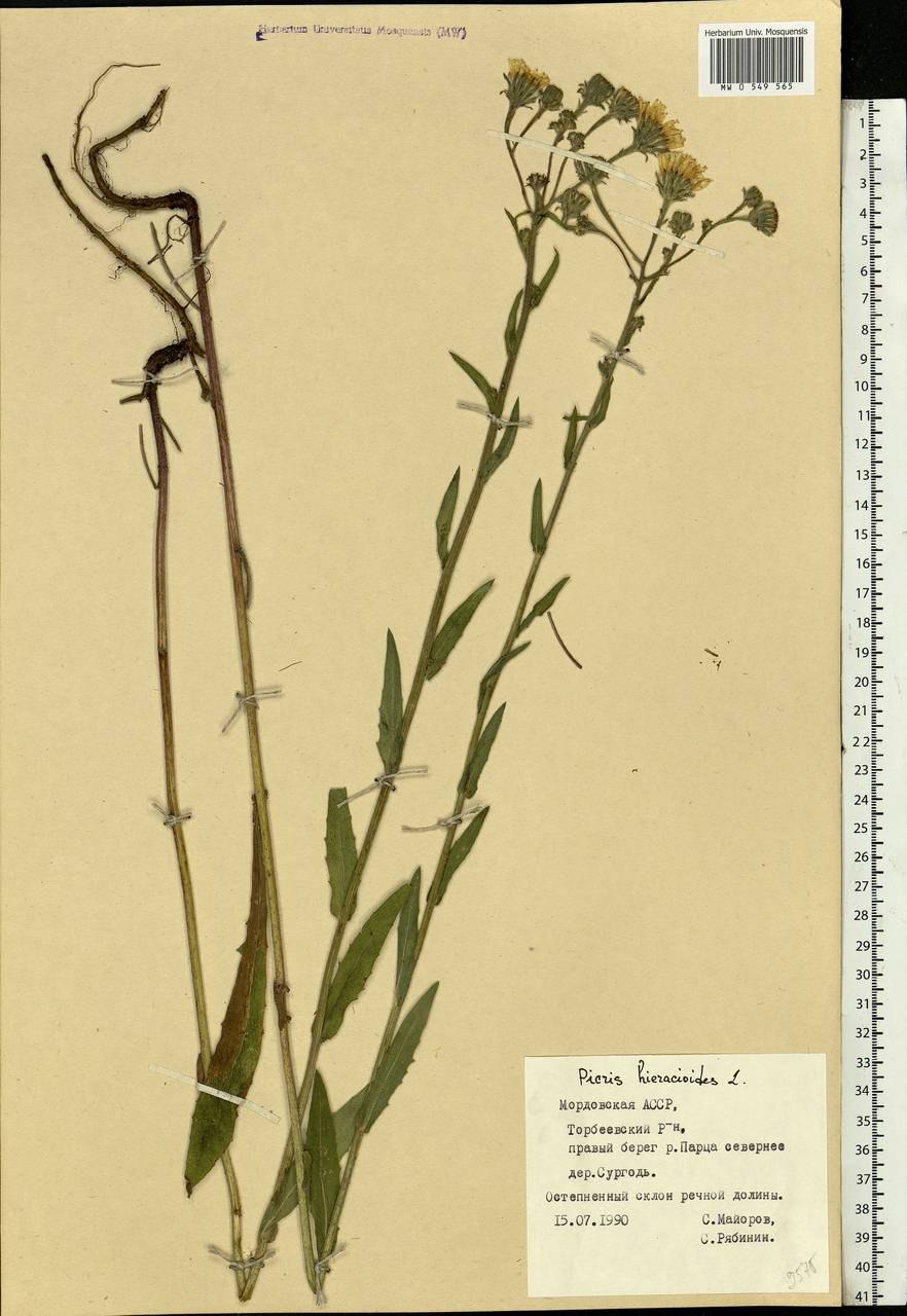 Горлюха малоцветковая