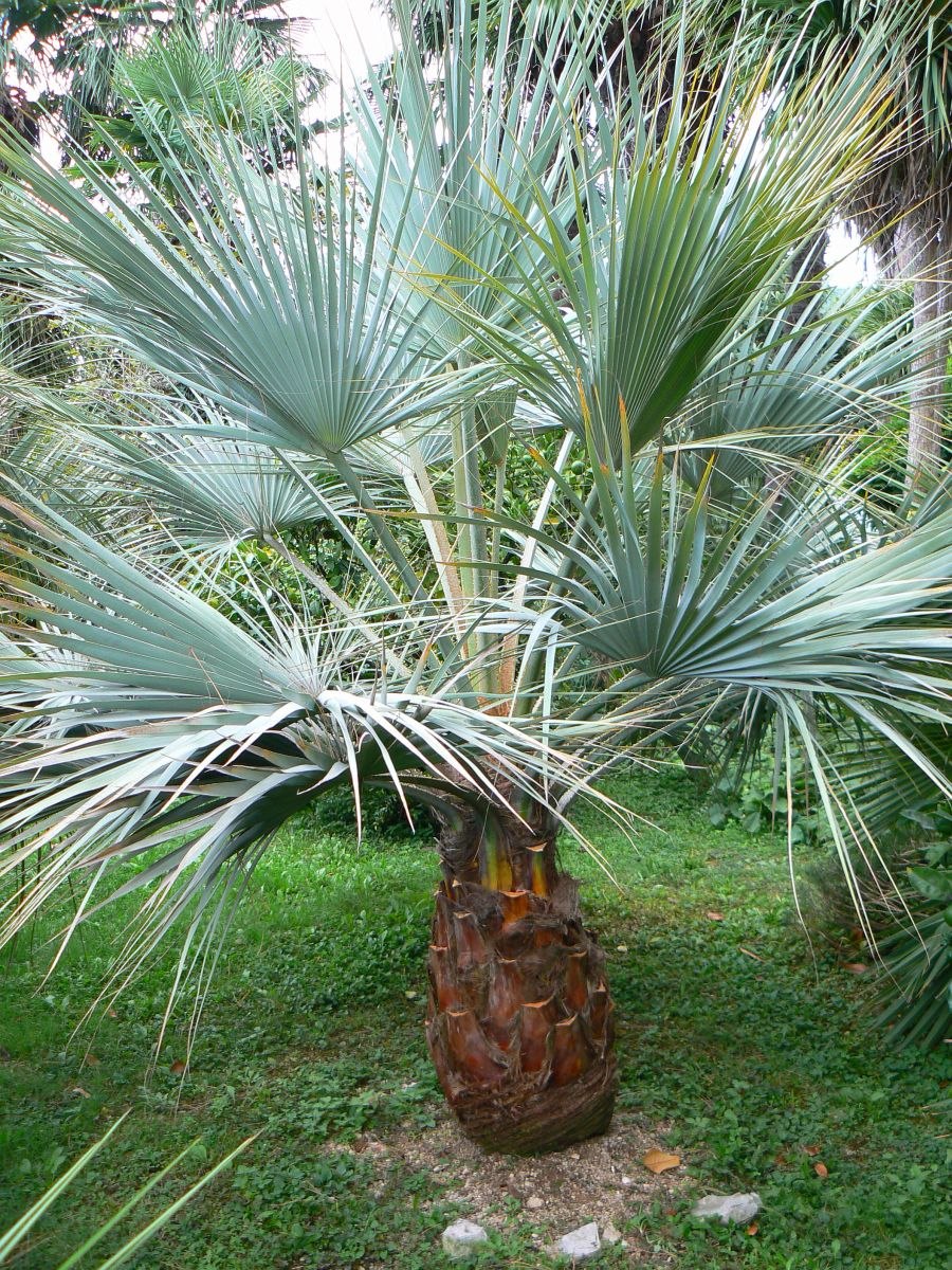 Брахея Пальма