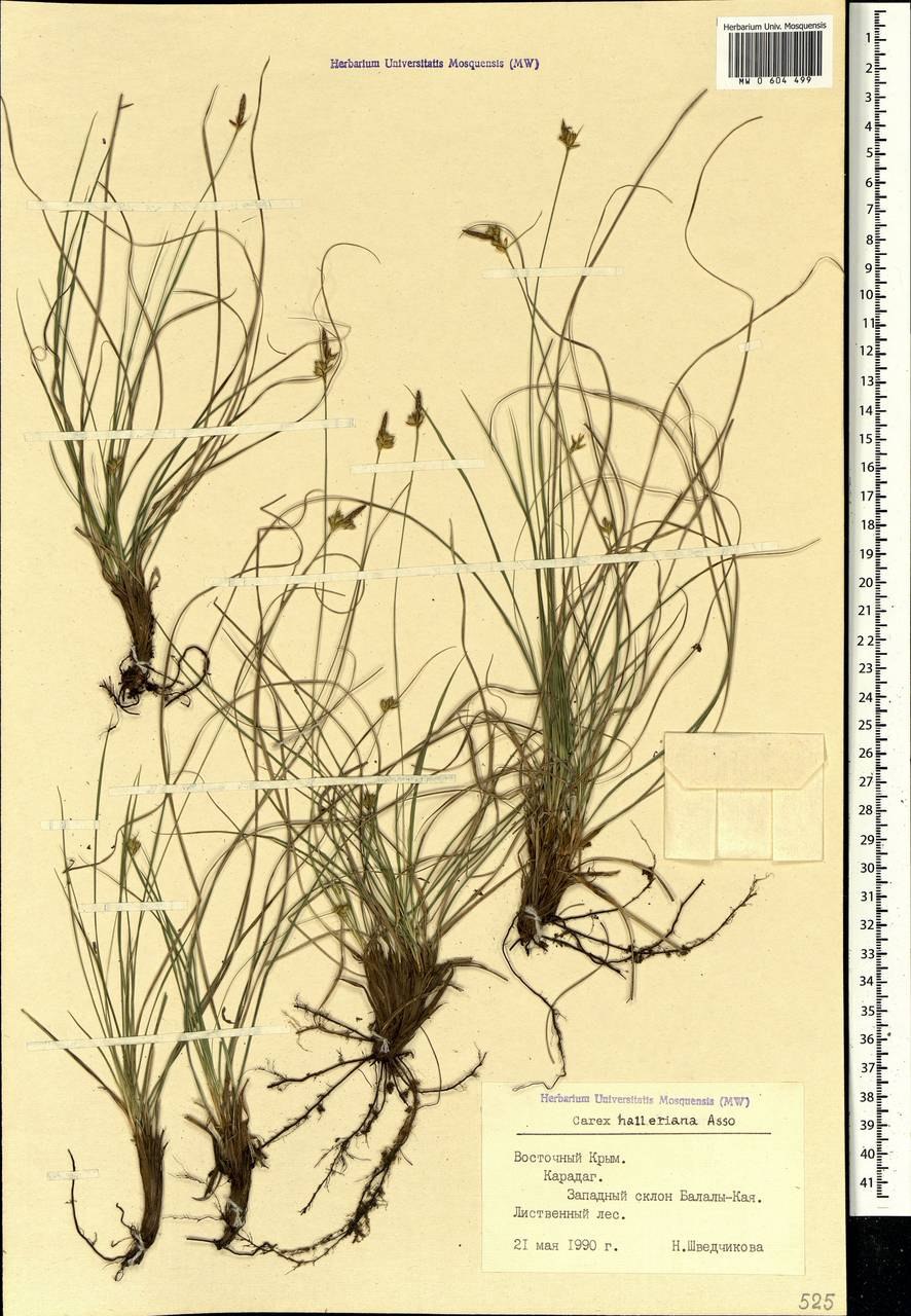 Осока пальчатая
