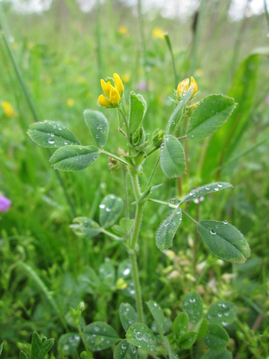 Люцерна серповидная (Medicago falcata)