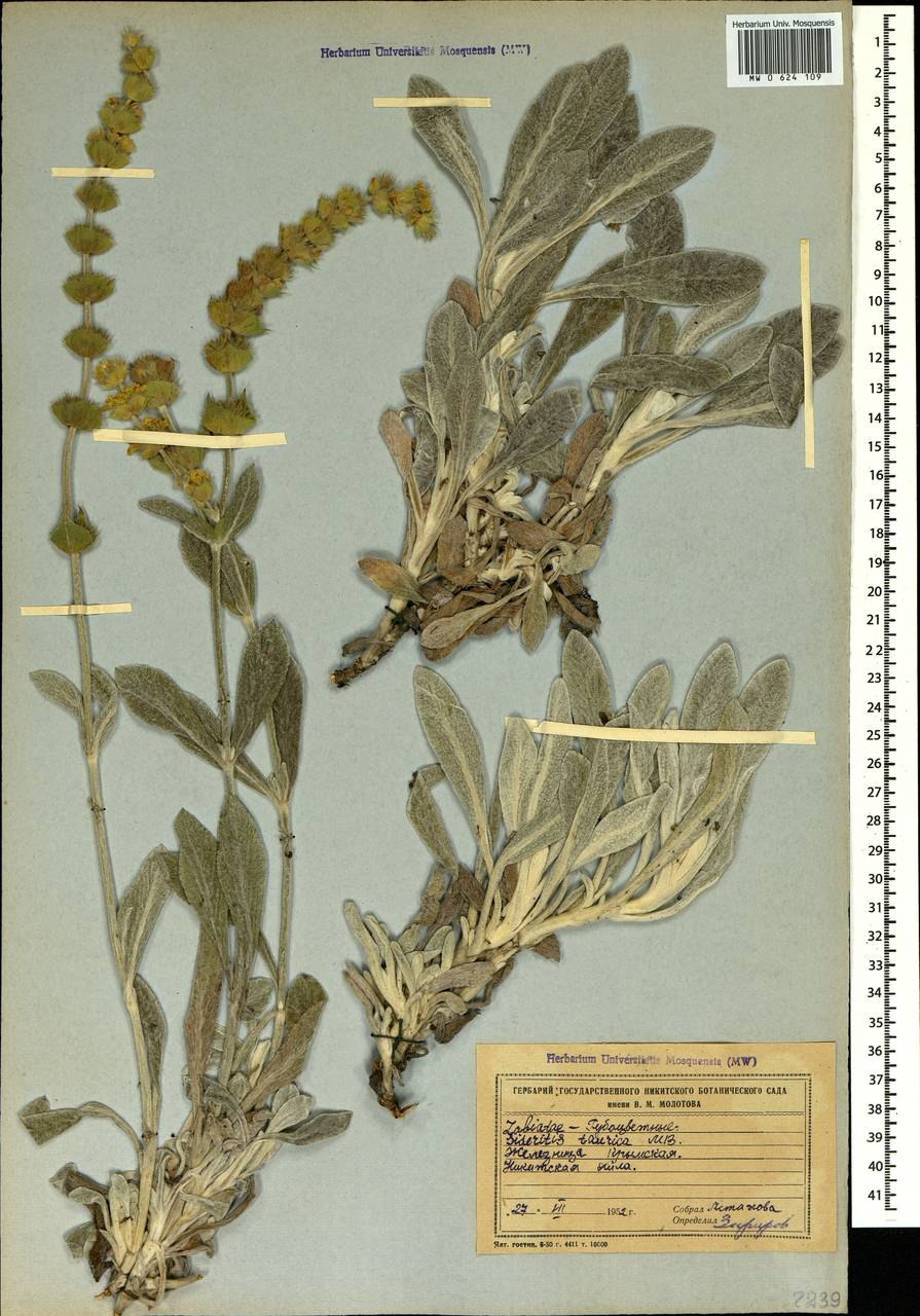 Железница растение