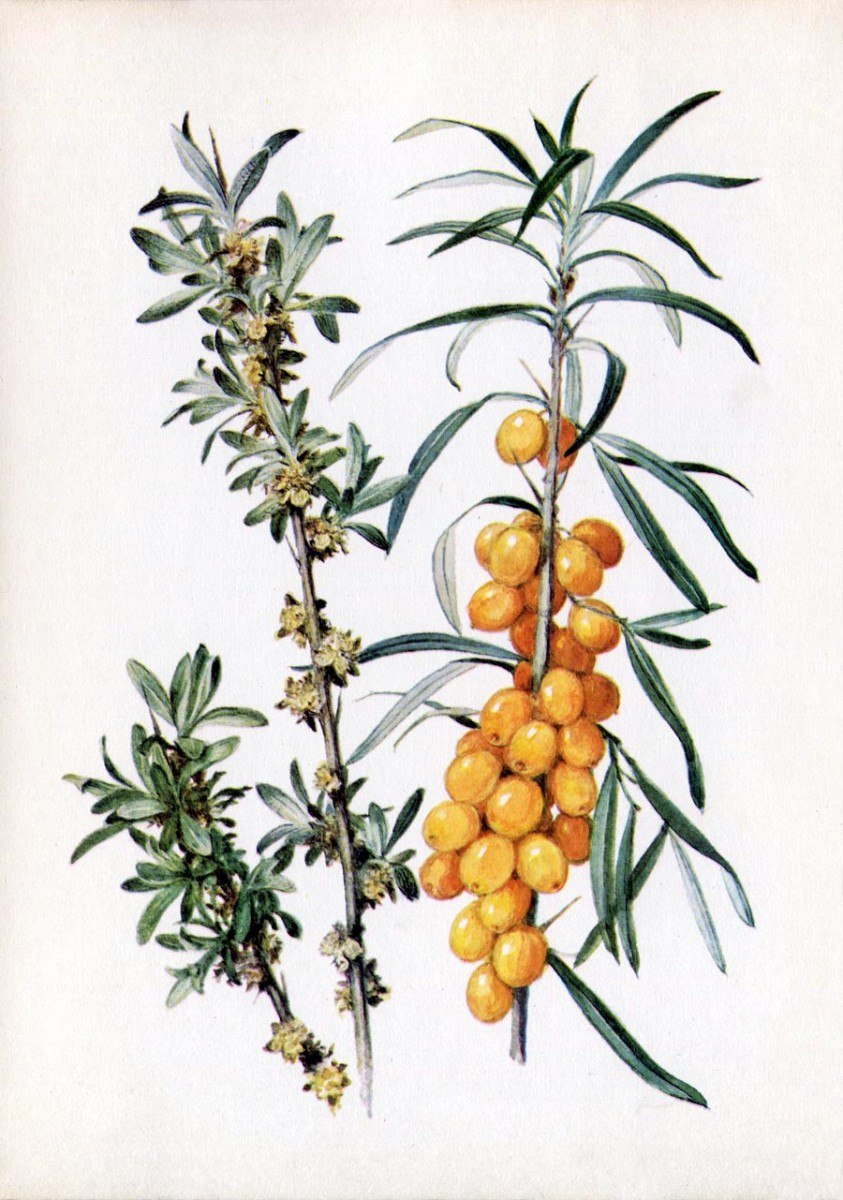 Облепиха крушиновидная листья