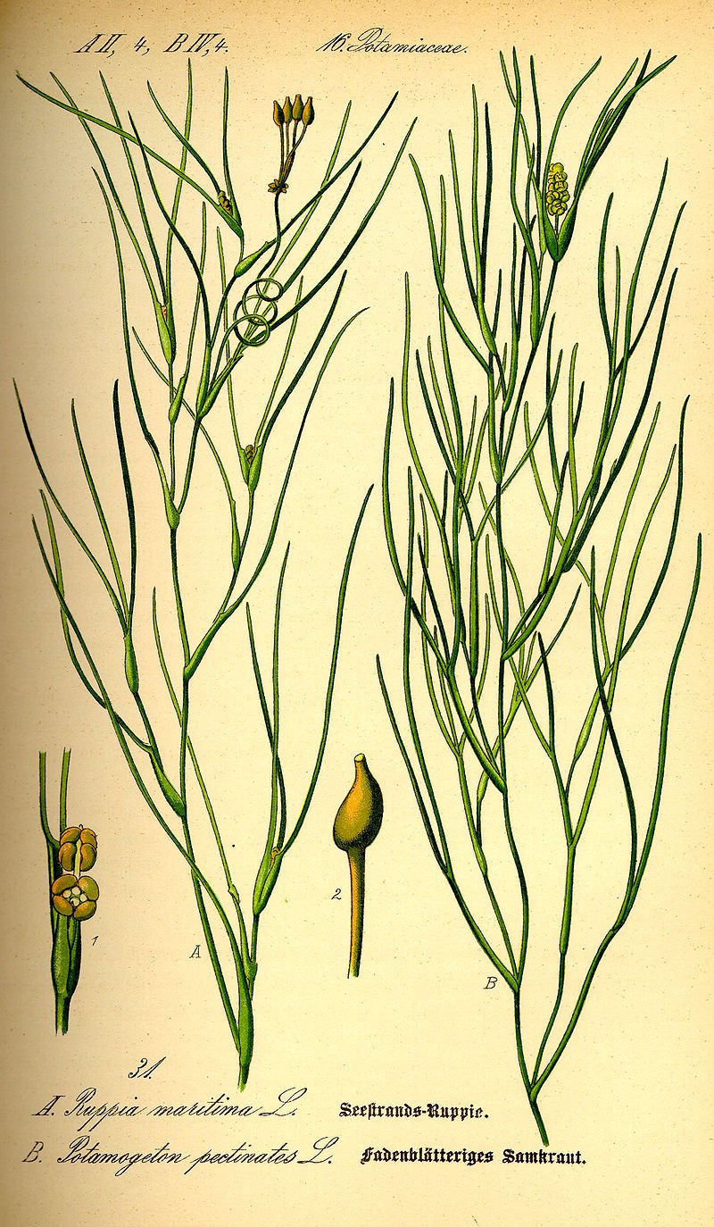 Каулиния малая