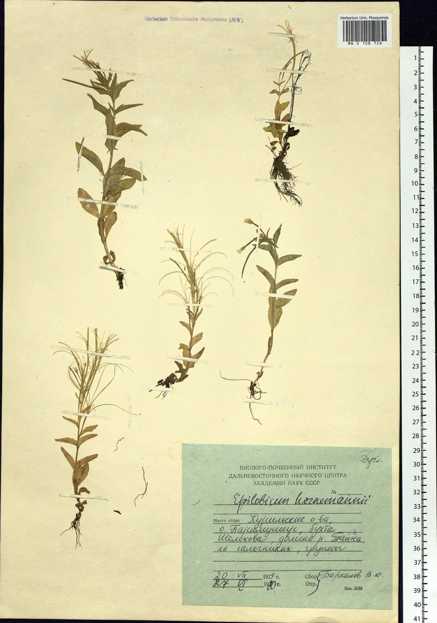 Иван-чай широколистный