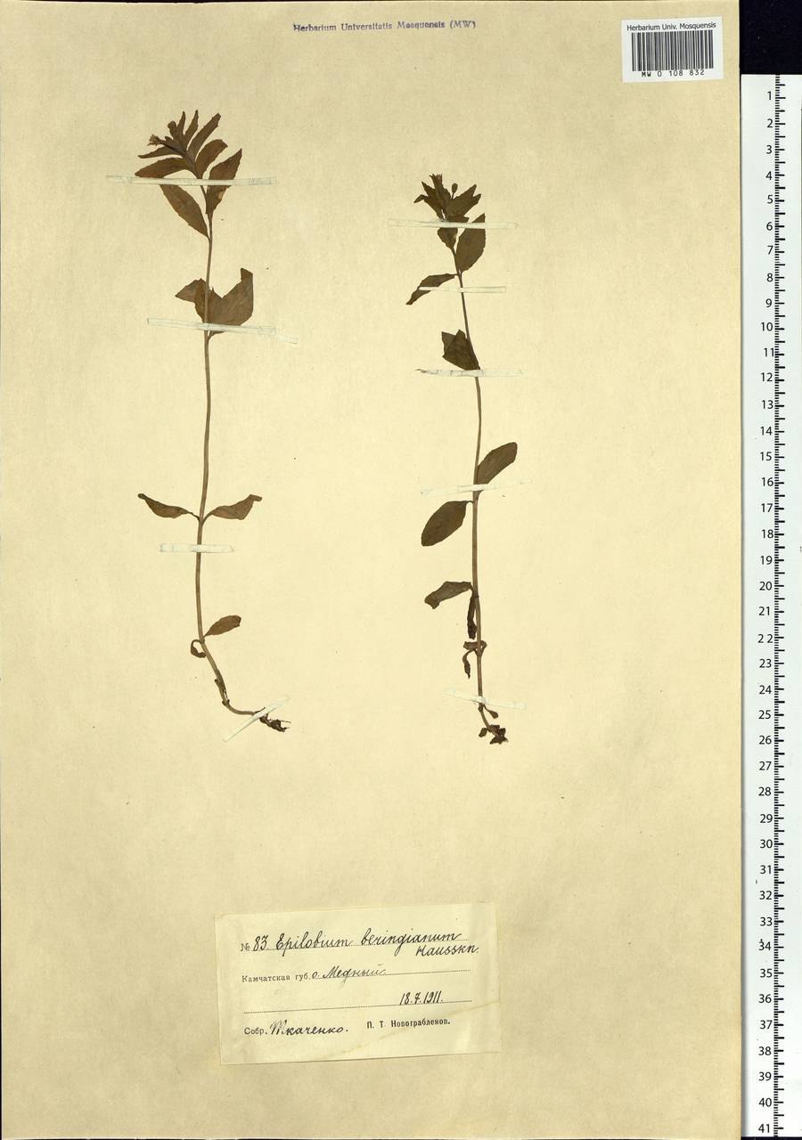 Кипрей хорнеманна