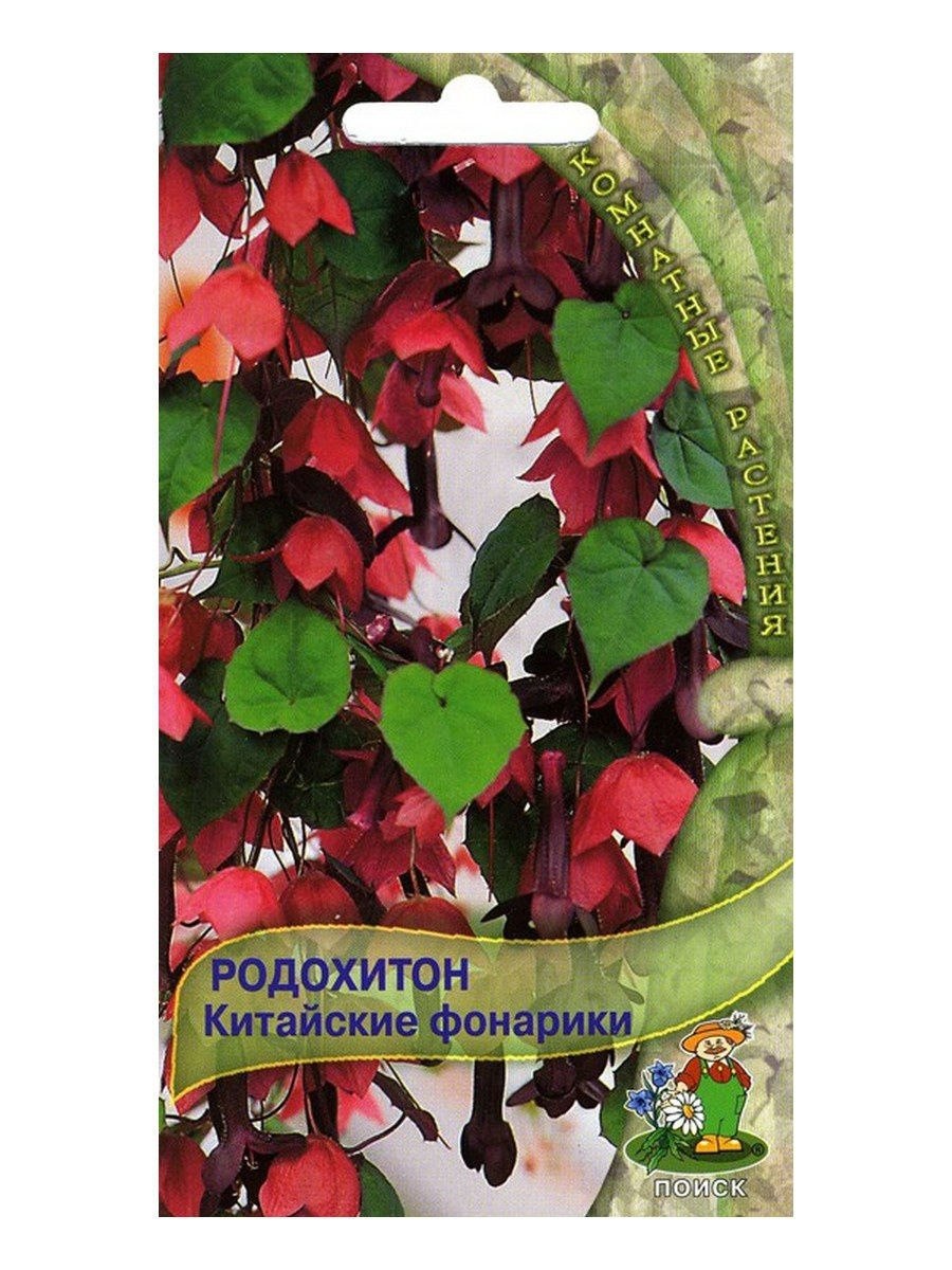 Родохитон пурпурный фонарики Гавриш