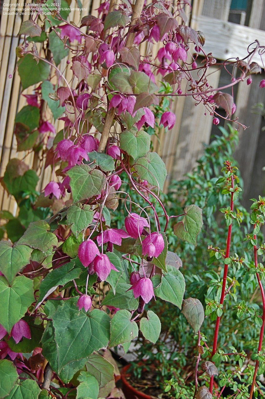 Родохитон рассада