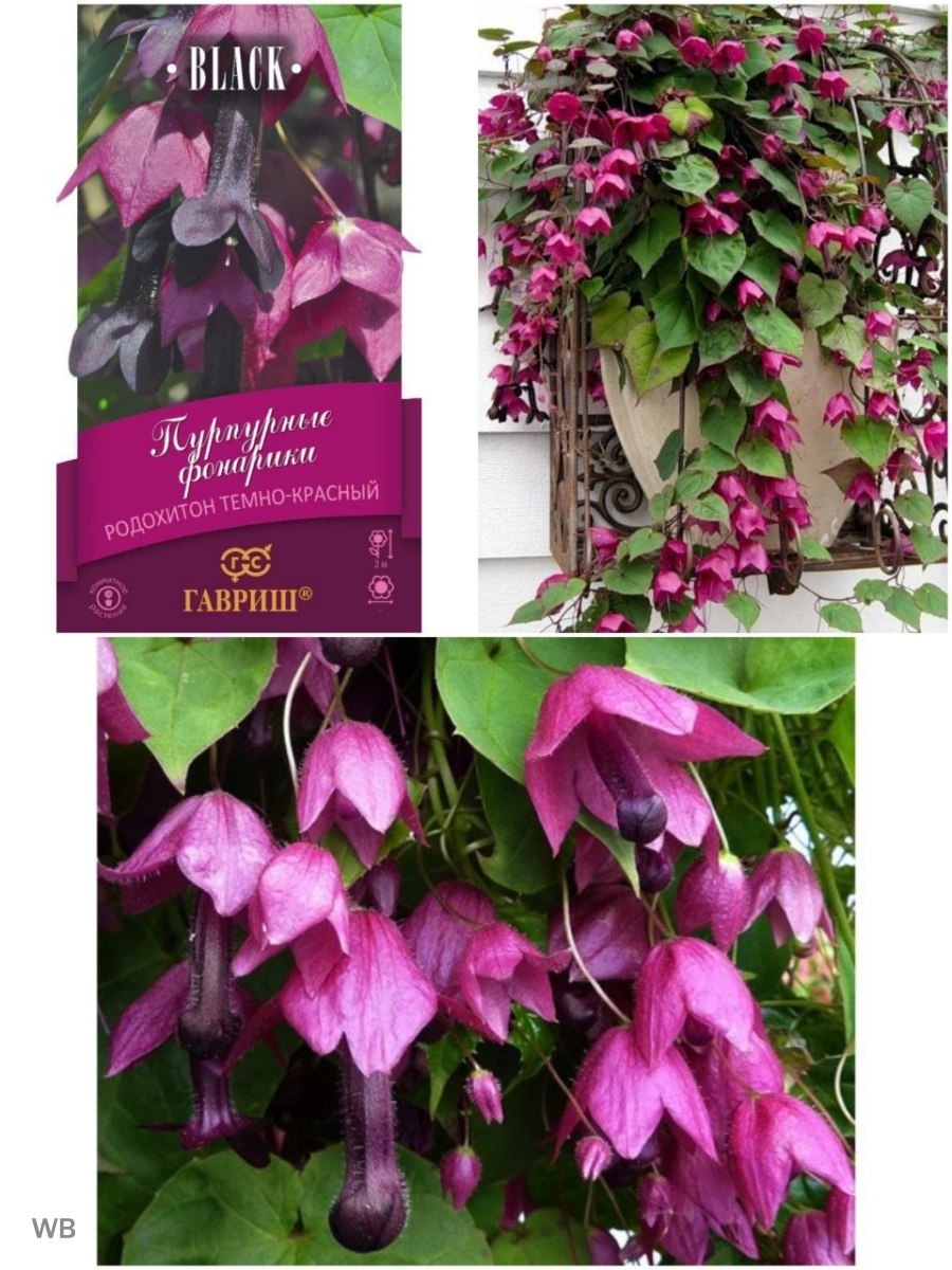 Цветок похожий на член