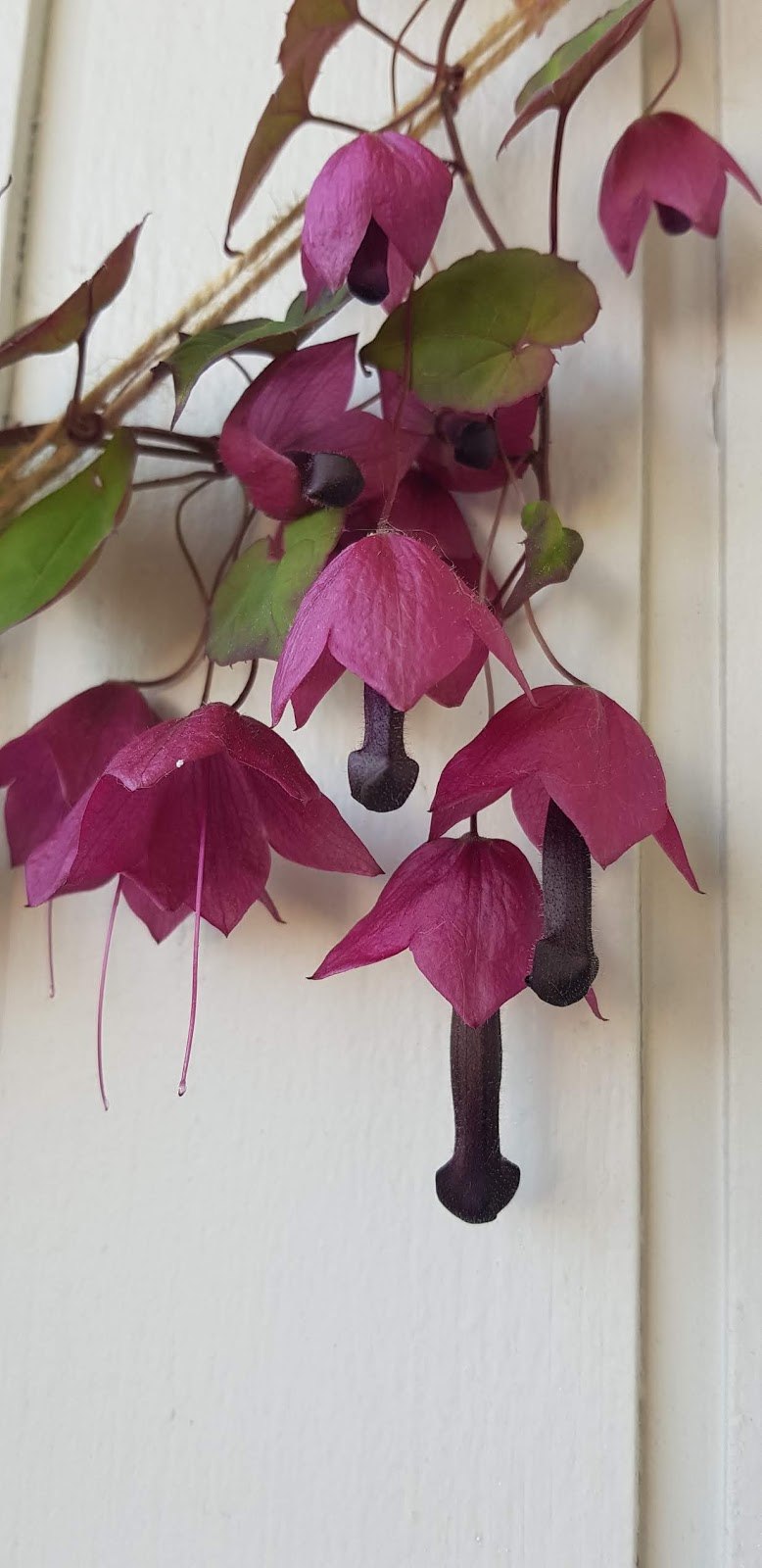 Родохитон темно-Кровавый Родос