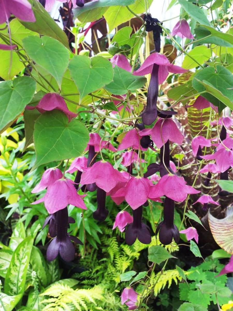 Родохитон Родос