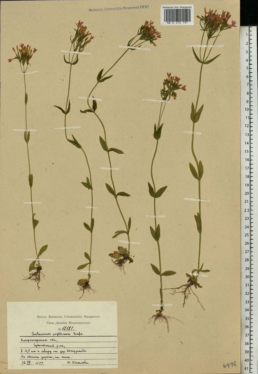 Лжепестрянка обыкновенная