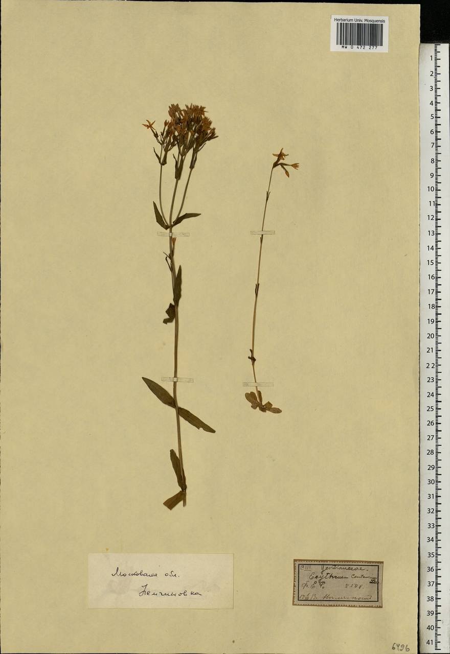 Телигонум обыкновенный