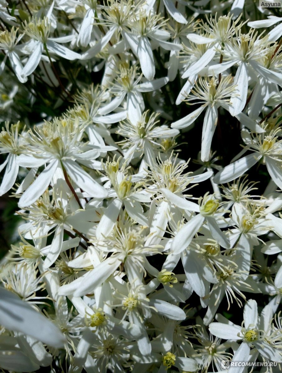 Ломонос бурый