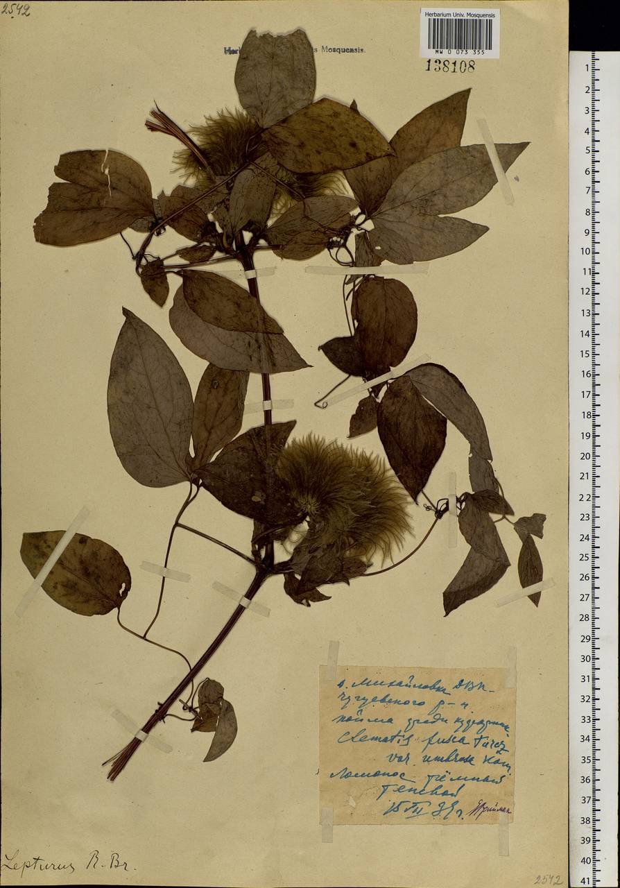 Клематис Камчатский Fusca