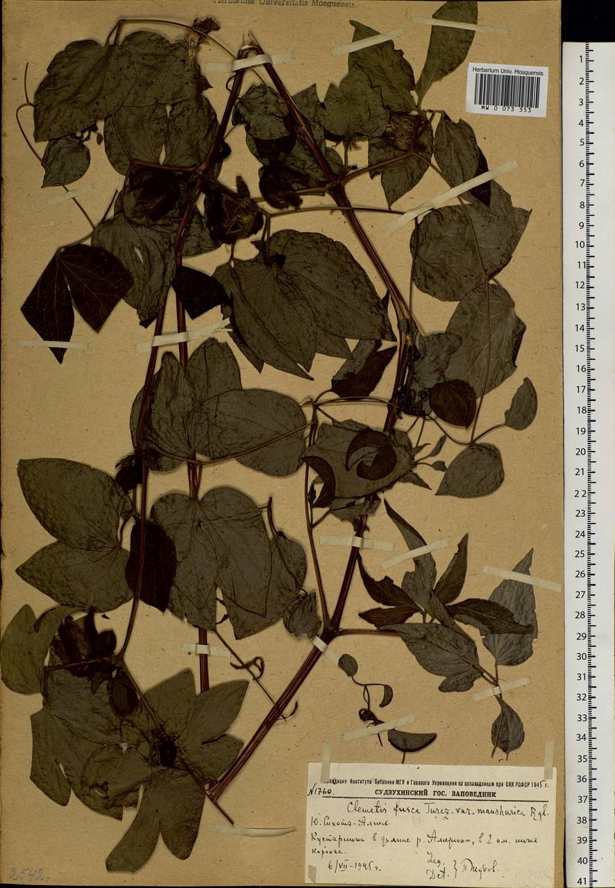 Лечебные свойства ломоноса бурого