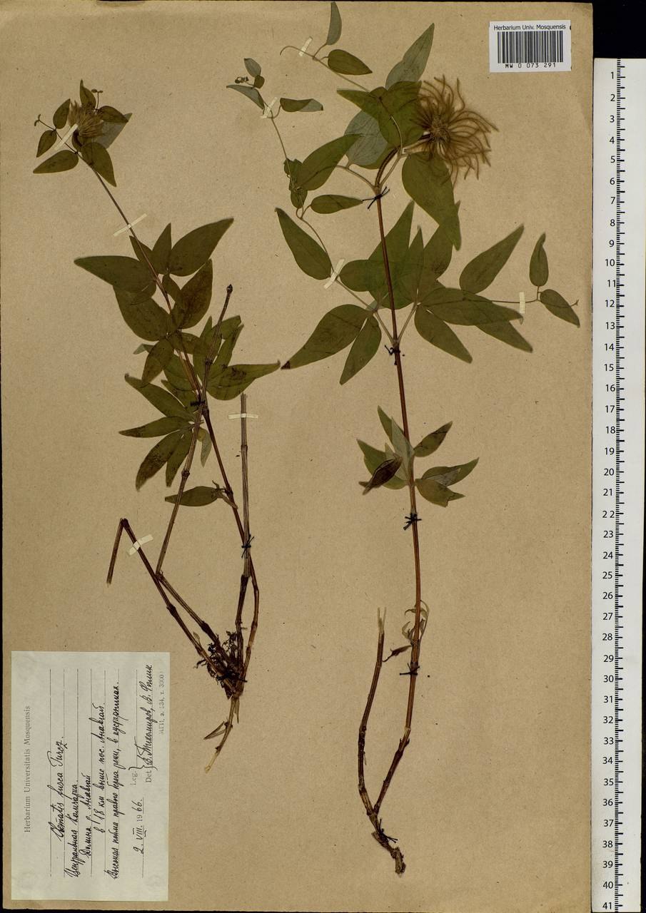 Клематис Камчатский Fusca