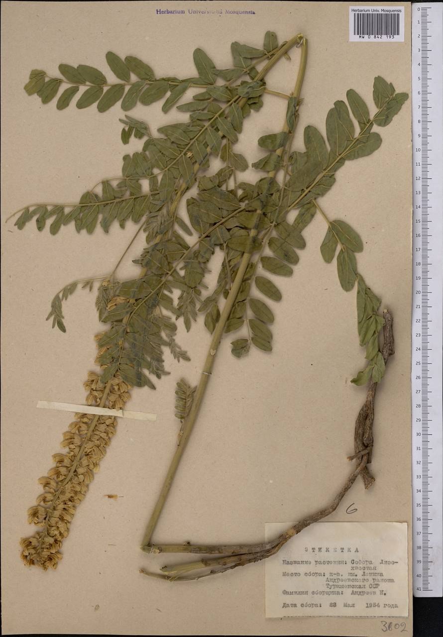 Софора лисохвостная сорняк