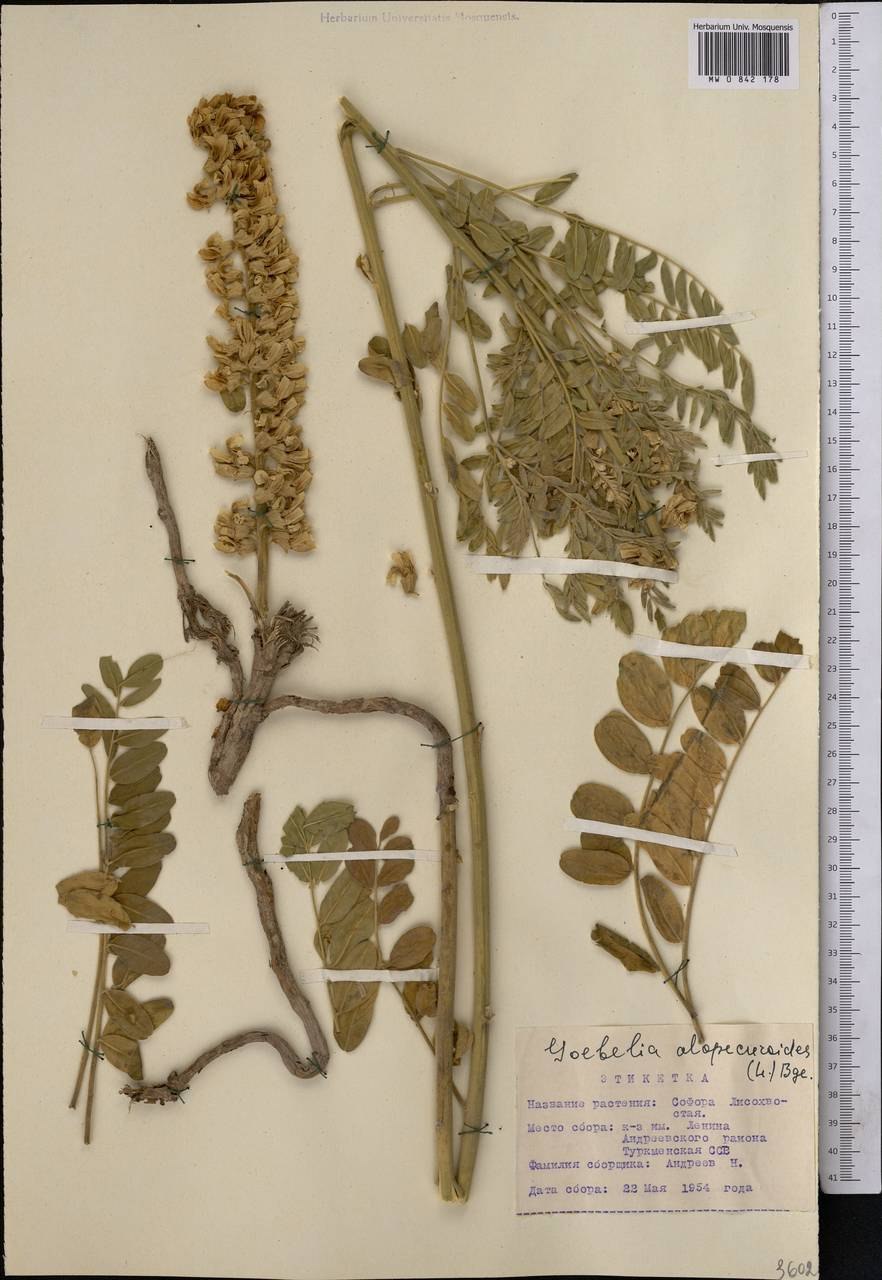 Софора желтеющая семена