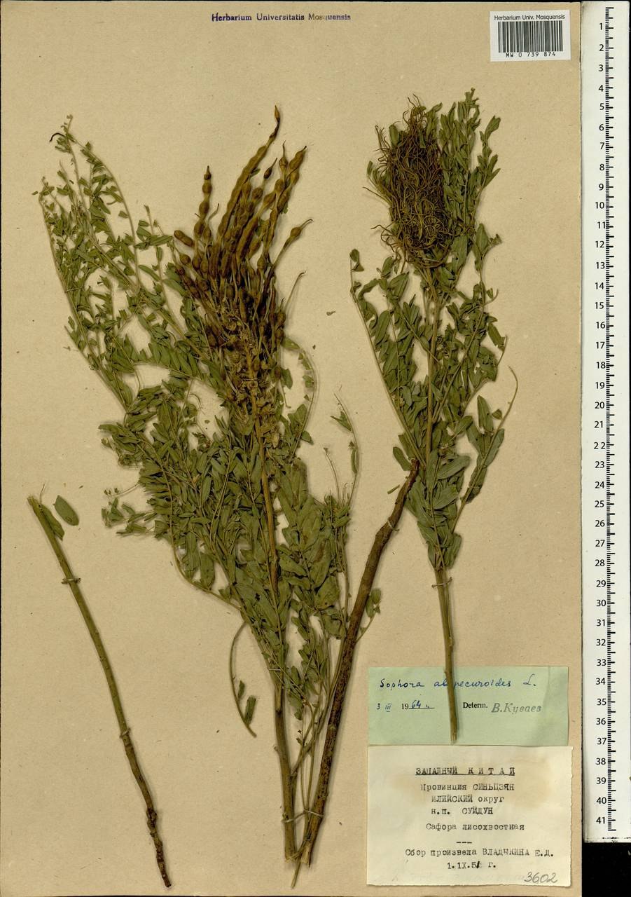 Софора темно синяя