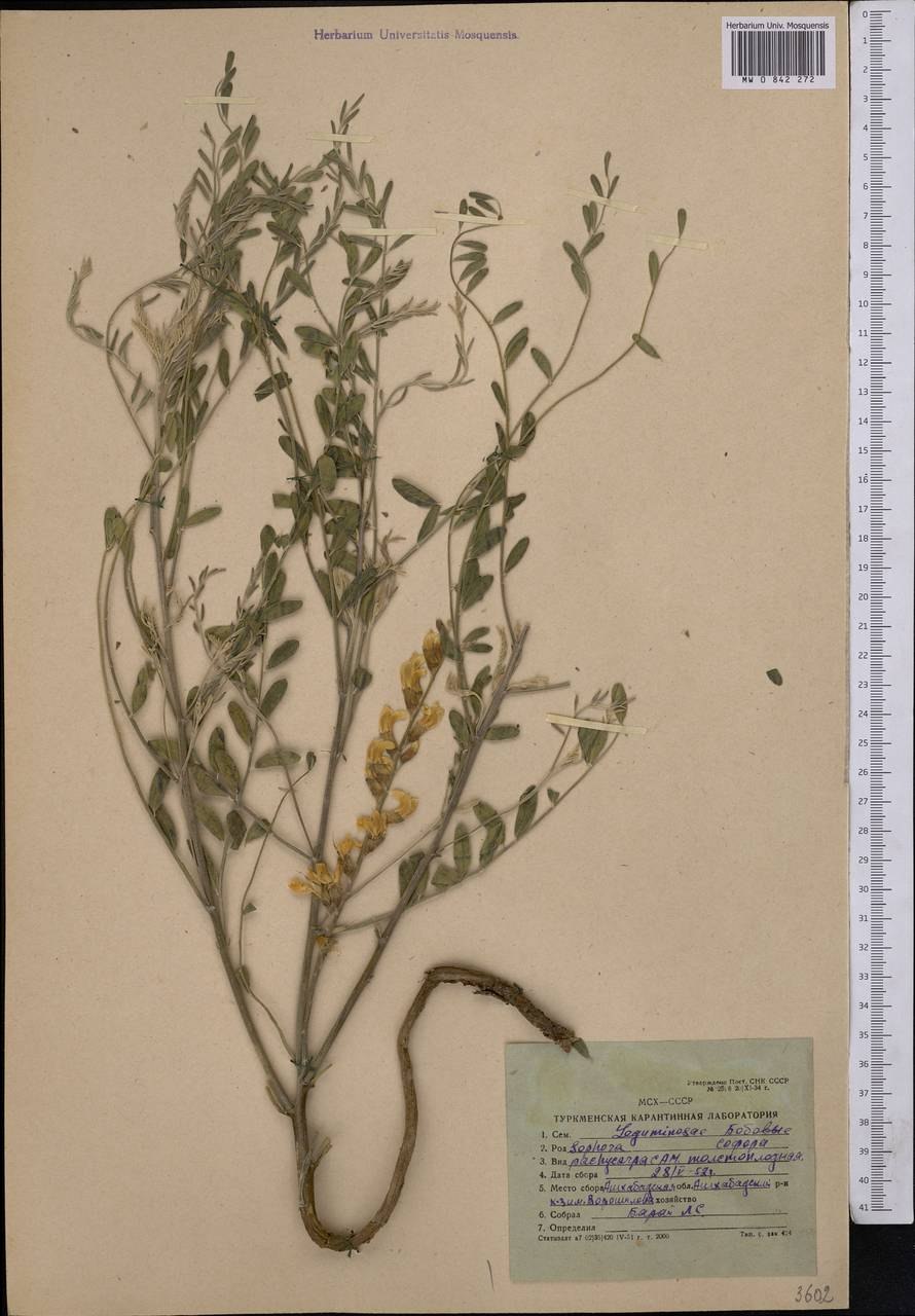 Софора кустарниковая