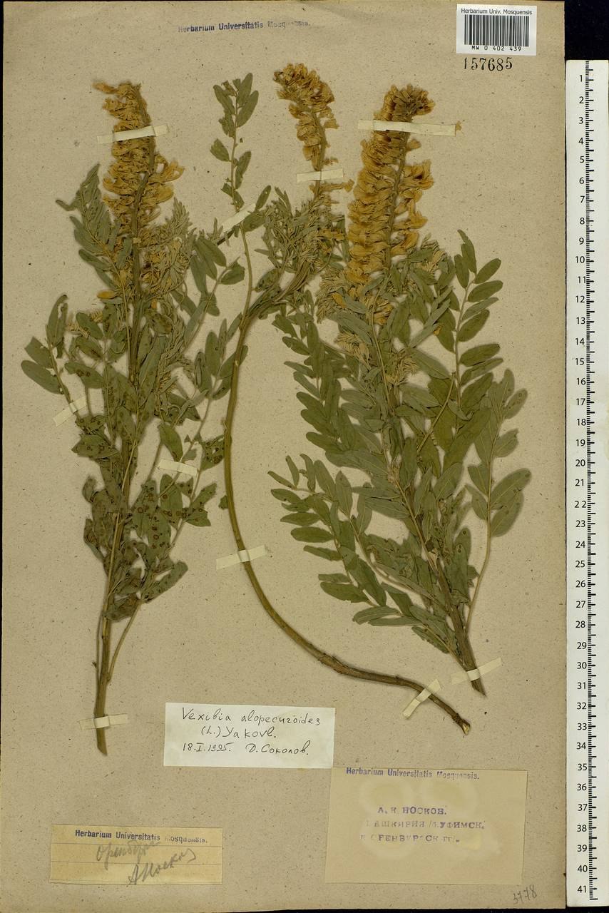 Софора толстоплодная Фармакогнозия