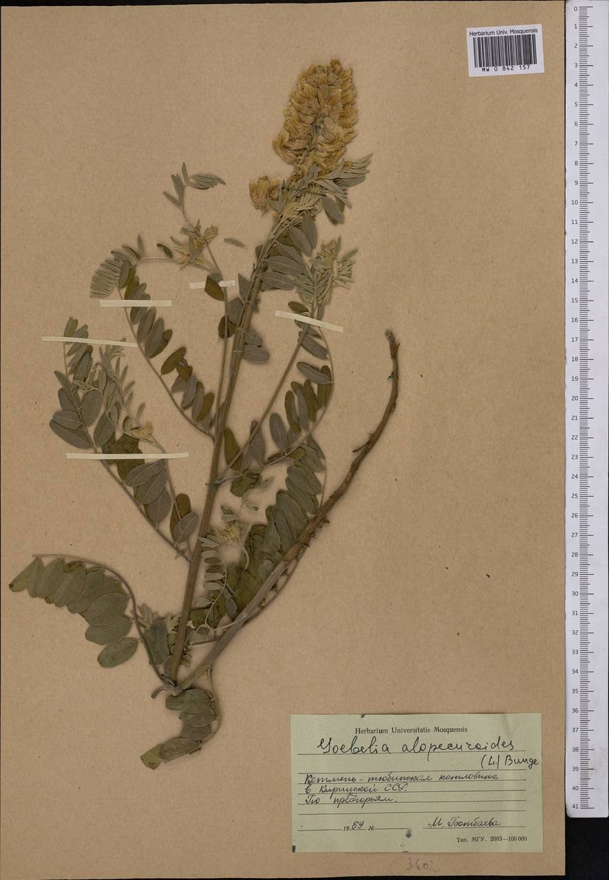 Софора японская (Styphnolóbium japónicum)