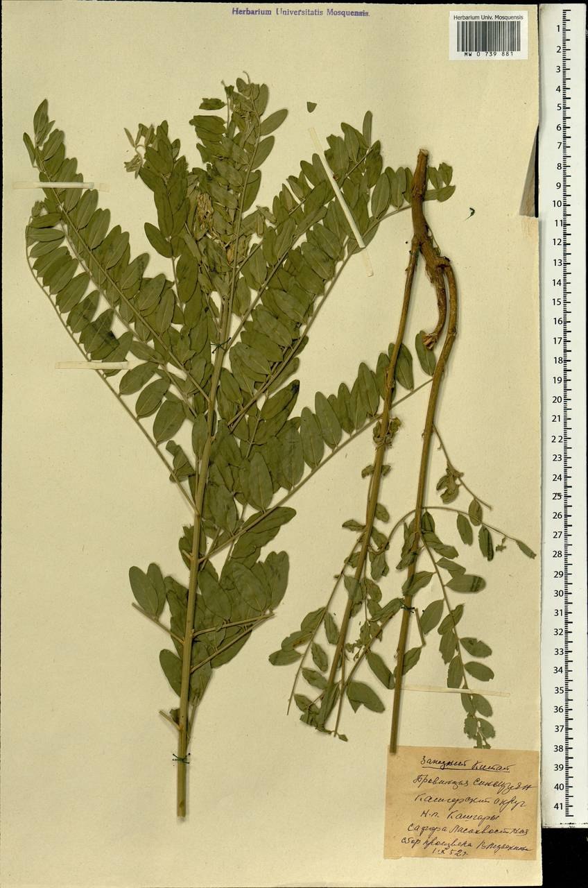 Ложно софора лисохвостная)