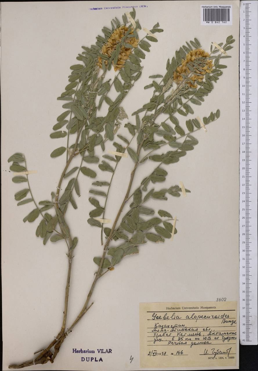 Растение софора лисохвостная