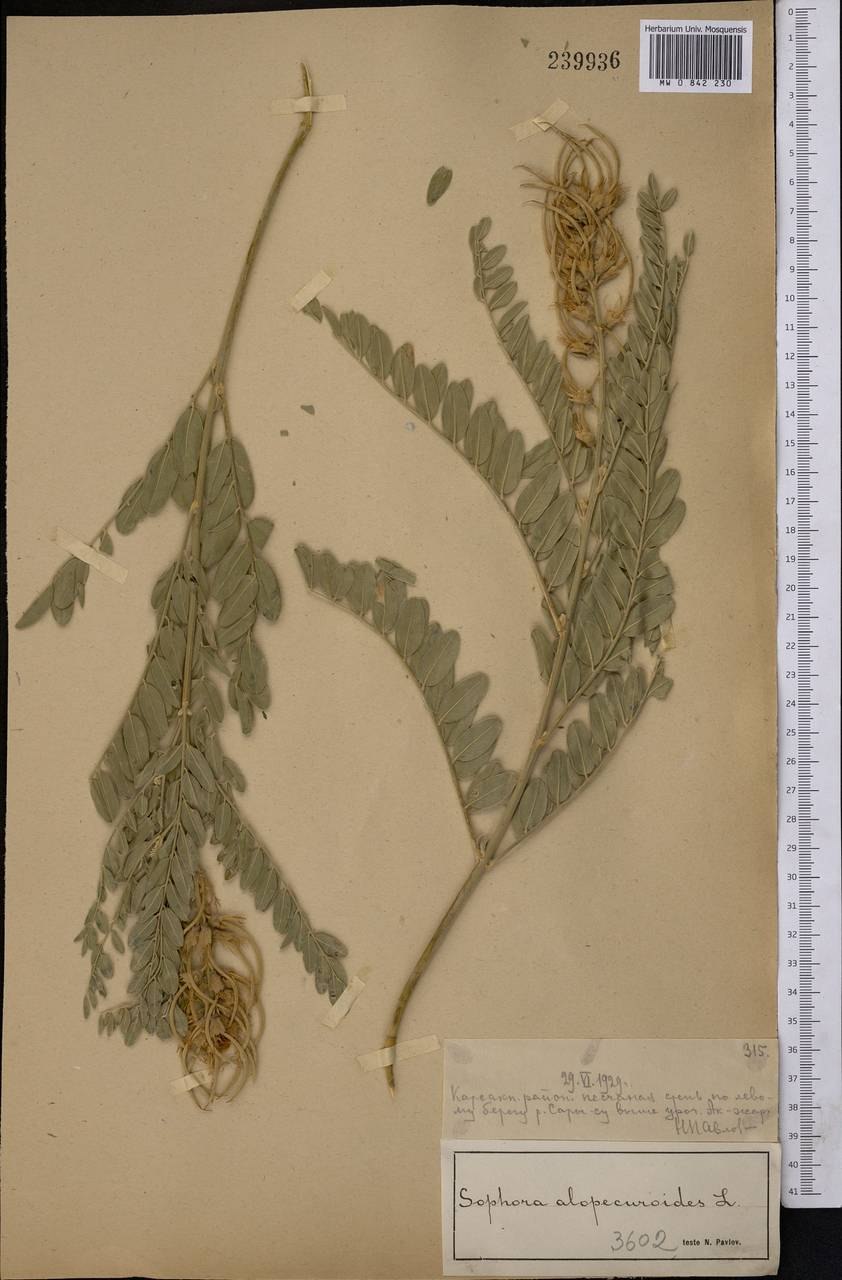 Растение софора тетраптера