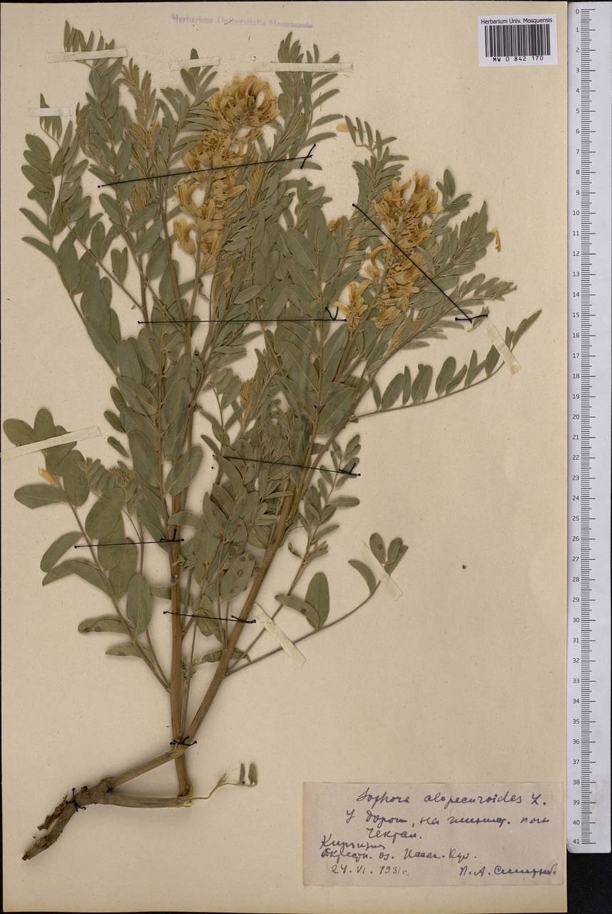 Asplundia microphylla