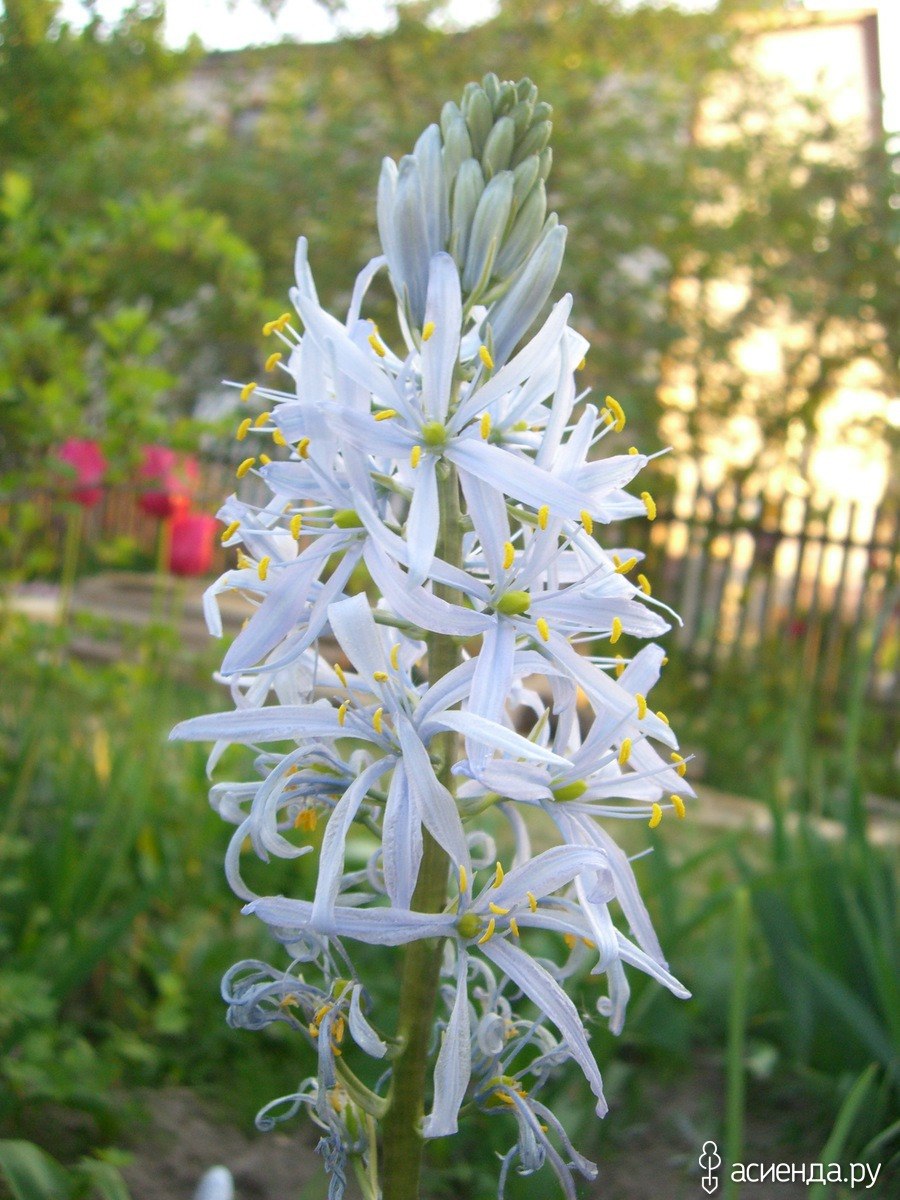 Камассия Кузика Camassia cusickii