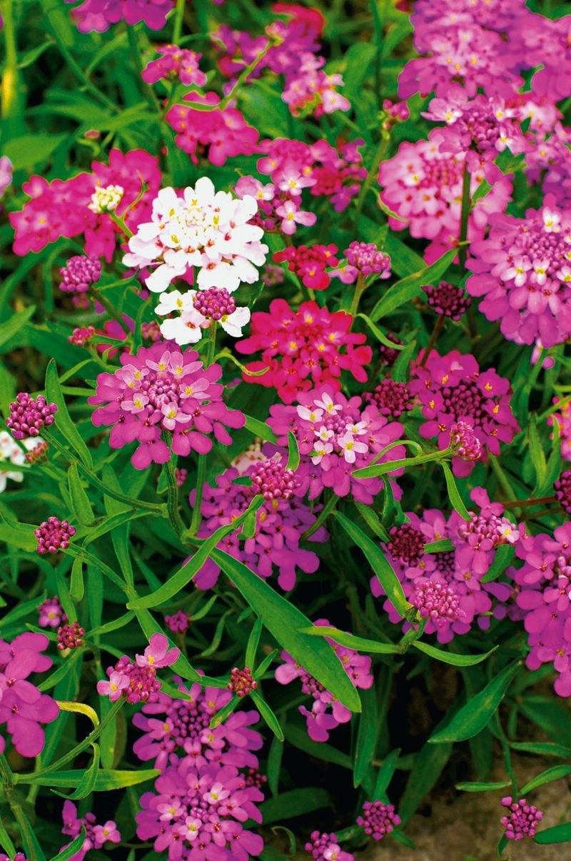 Иберис многолетник