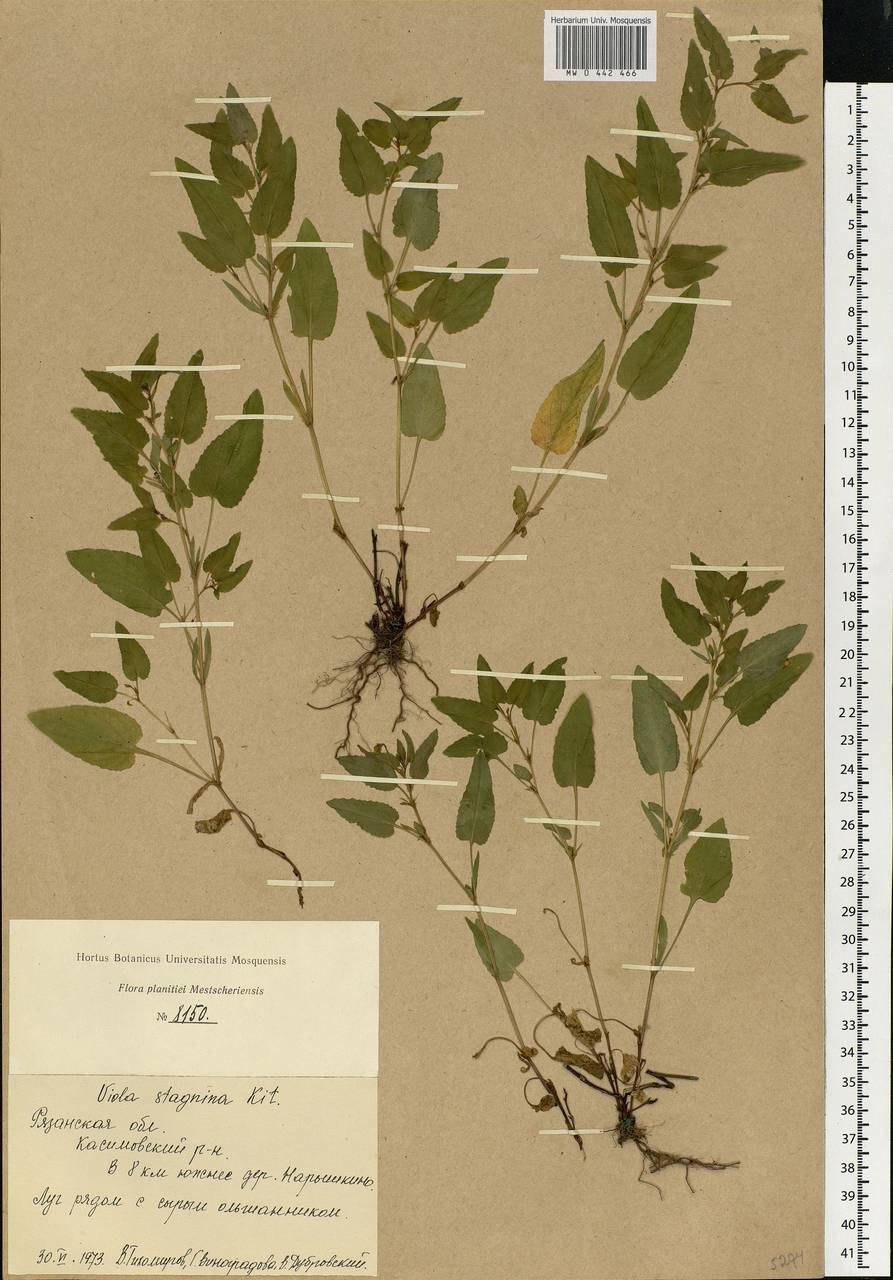 Рисунок фиалка персиколистная Víola persicifólia