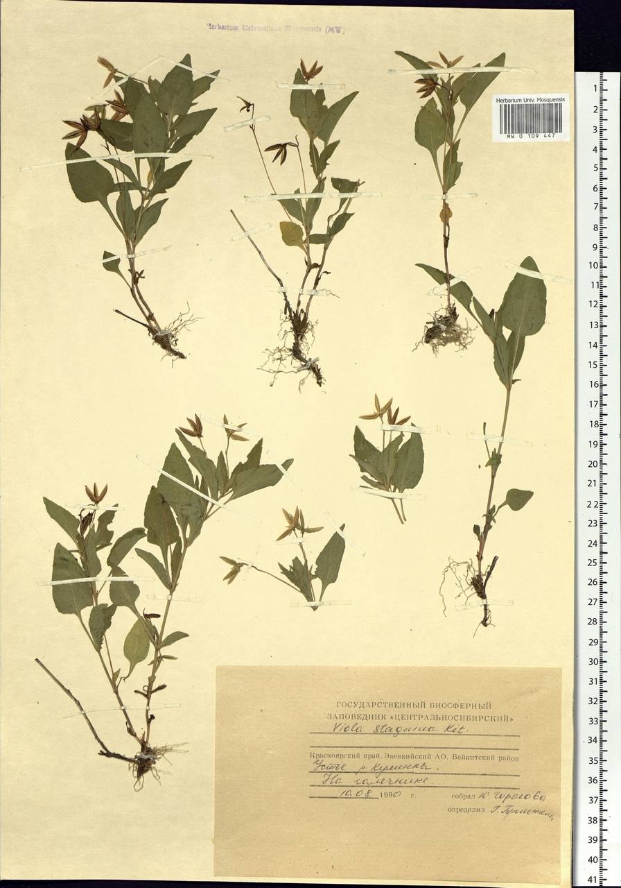 Фиалка персиколистная Víola persicifólia