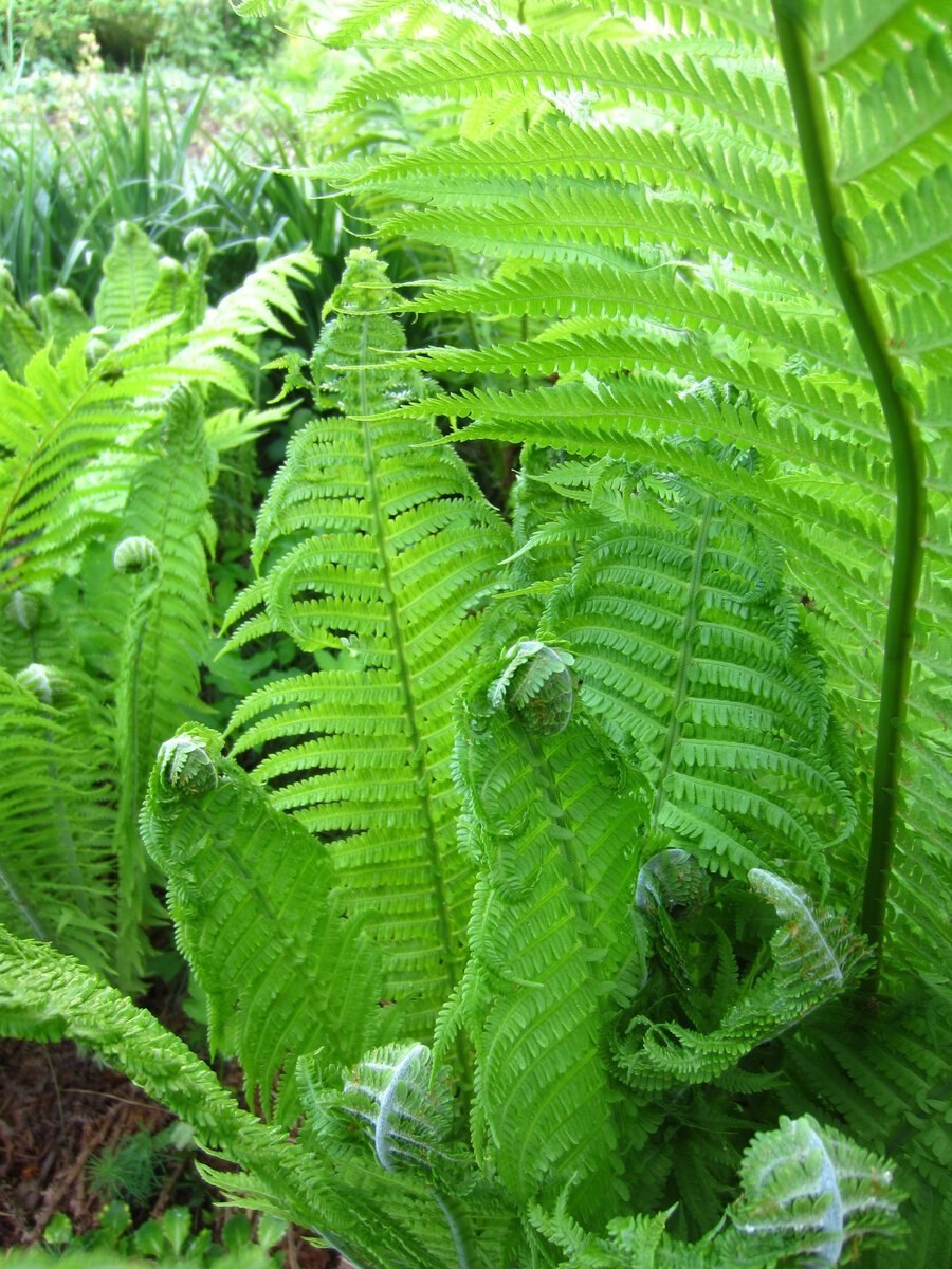 Щитовник зибольда