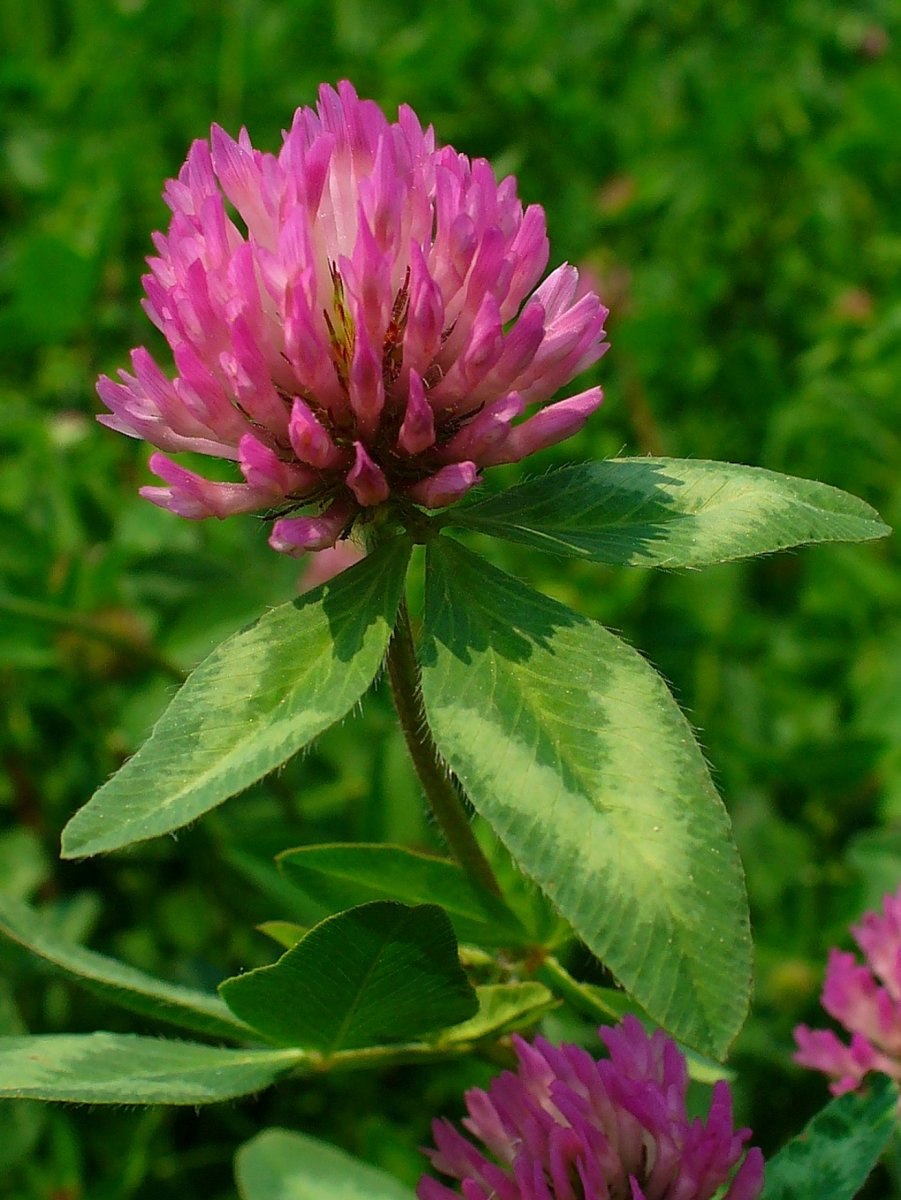 Клевер Луговой Trifolium praténse