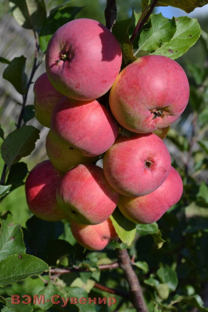 Яблоня Кубанское багряное