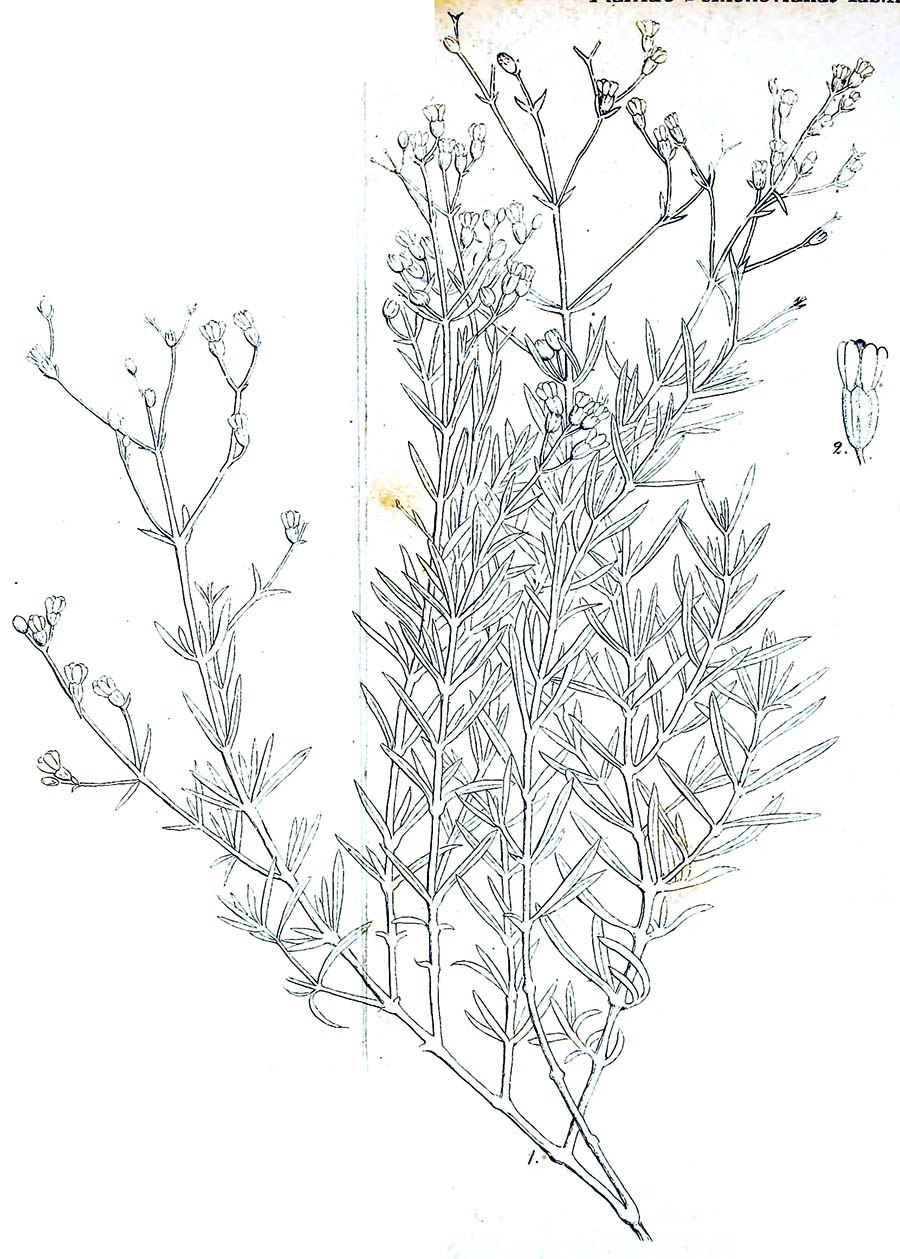 Спиреантус Шренка