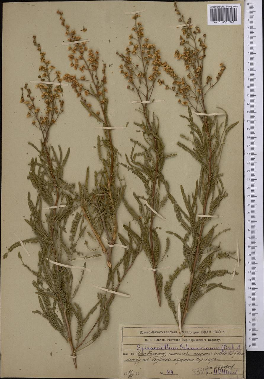 Акация в Туркменистане