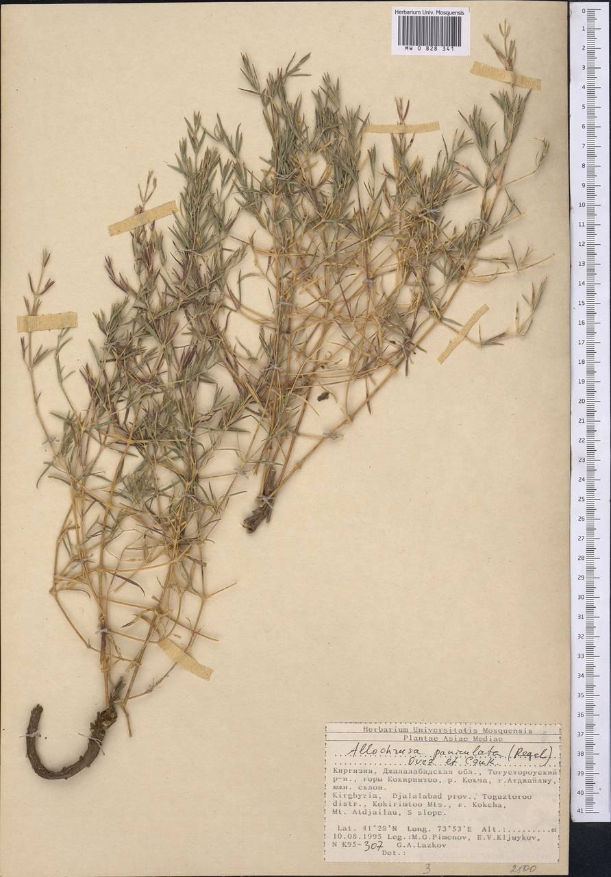 Таволгоцвет Шренк