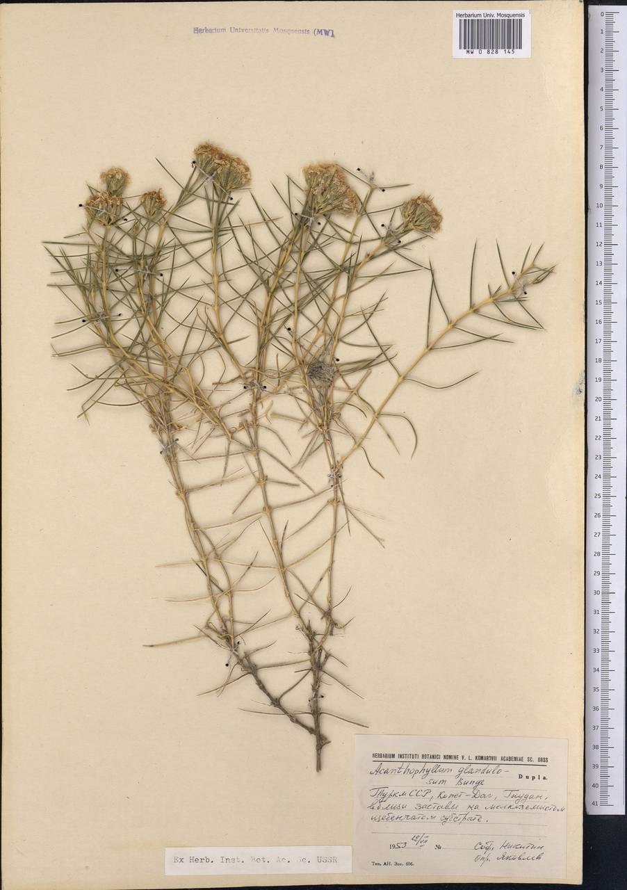 Spiraeanthus schrenkianus