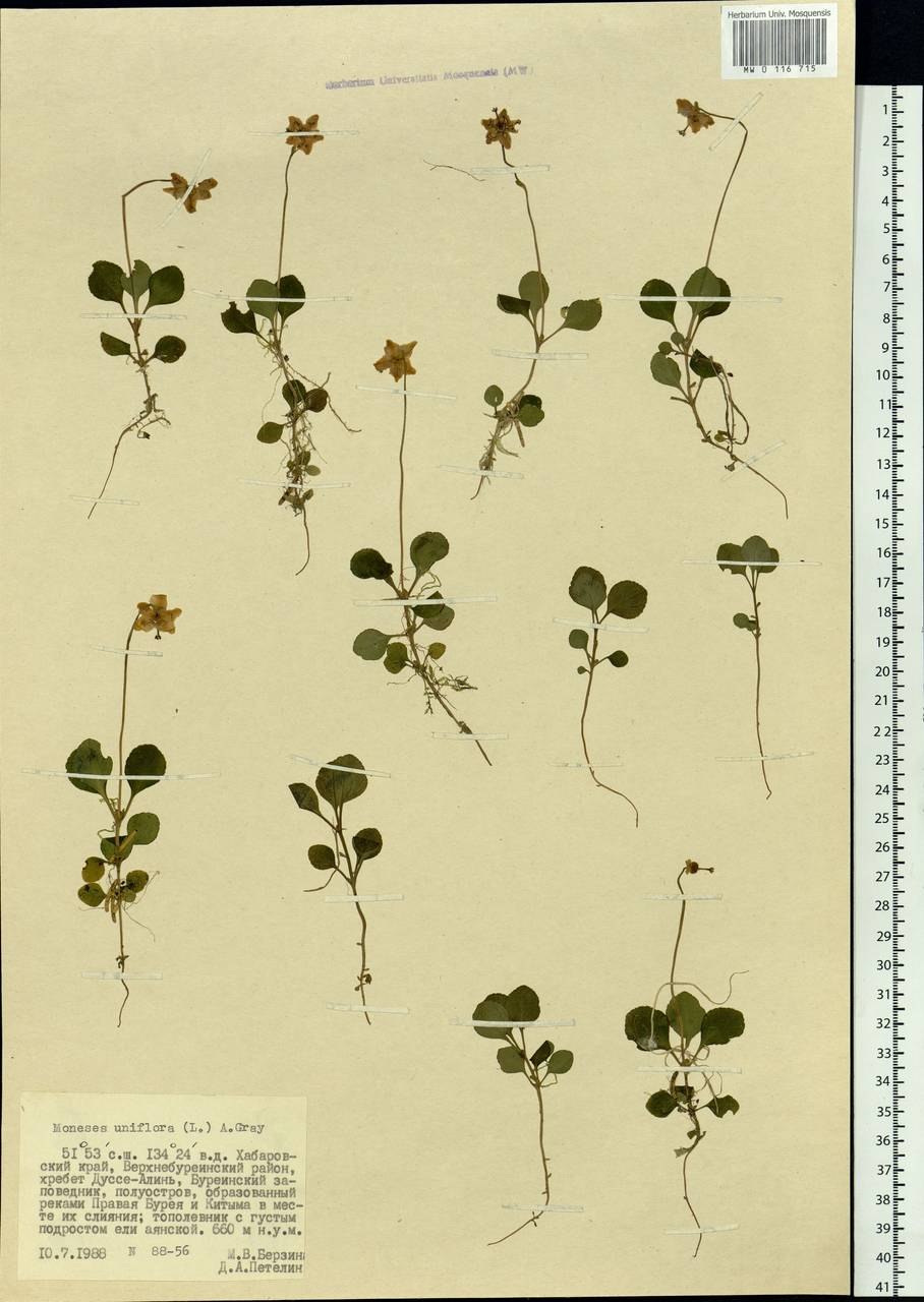 Drimia pusilla-Renniekop
