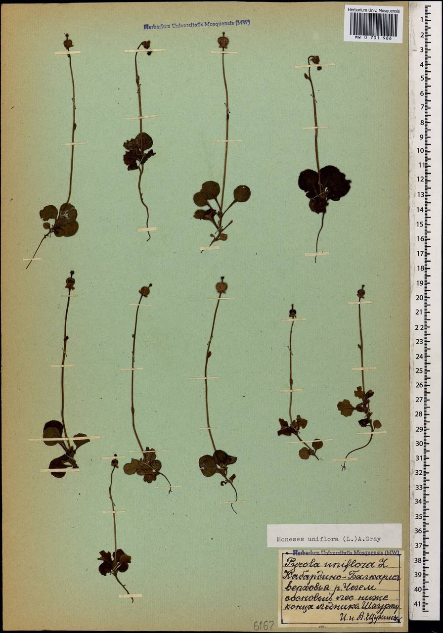 Грушанка круглолистная Pyrola rotundifolia