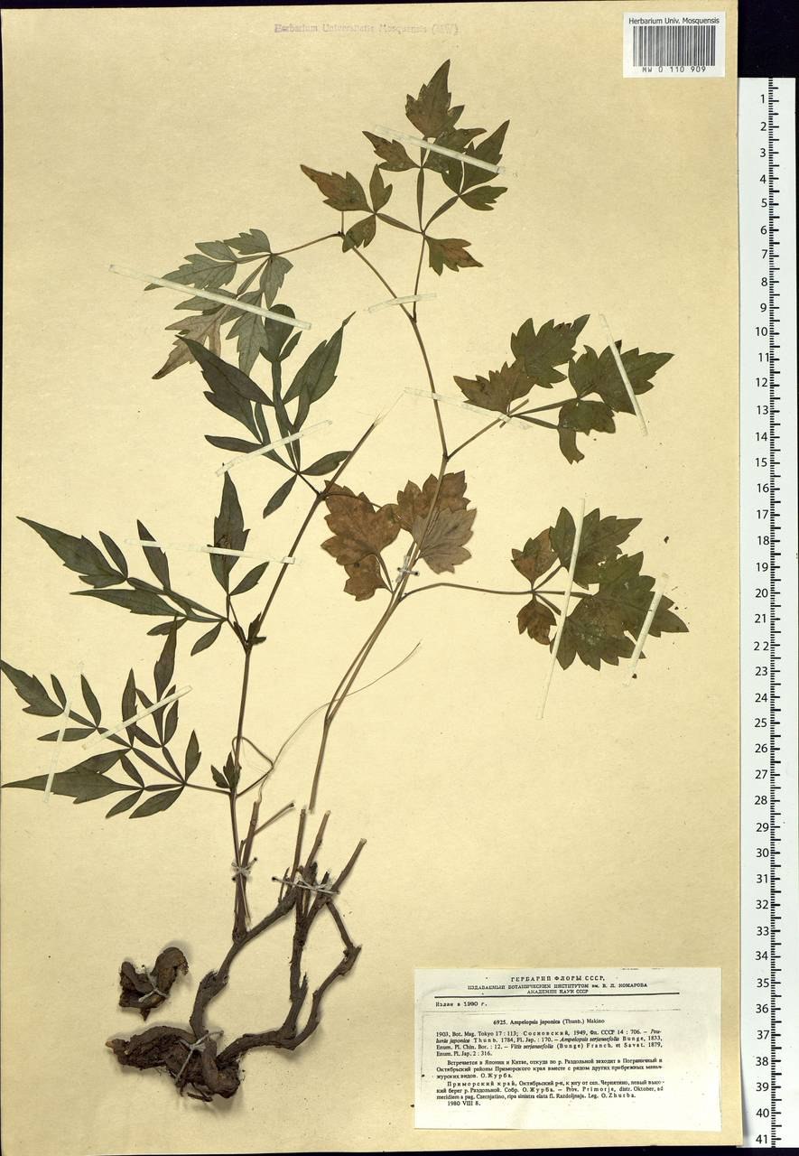 Виноградовник японский