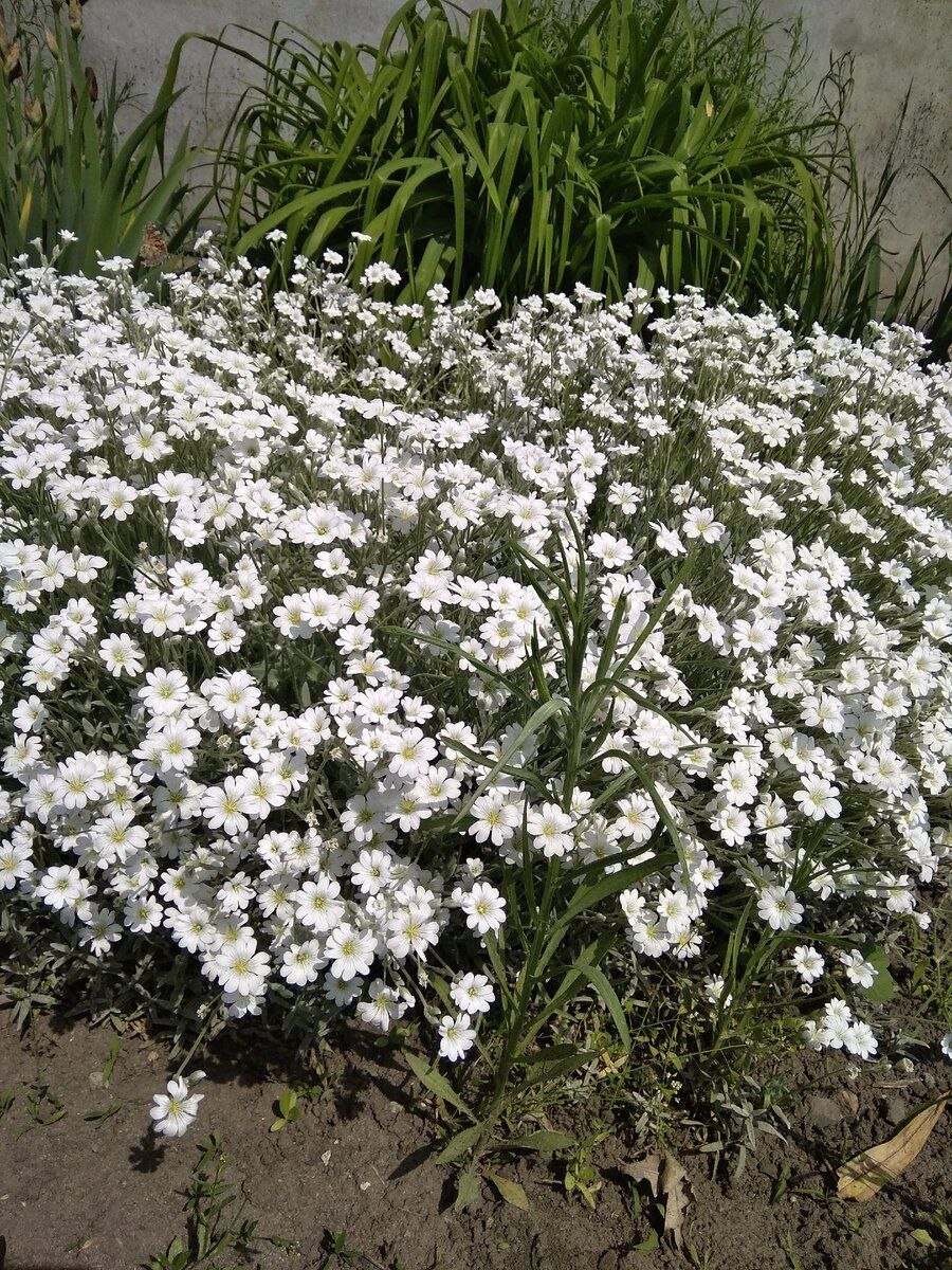 Ясколка жигулёвская