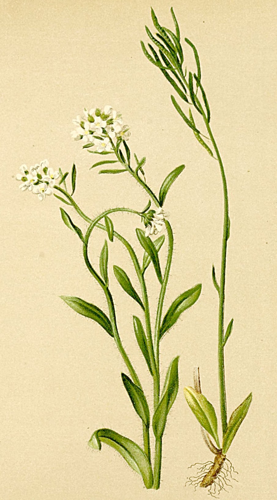 Резуха стреловидная