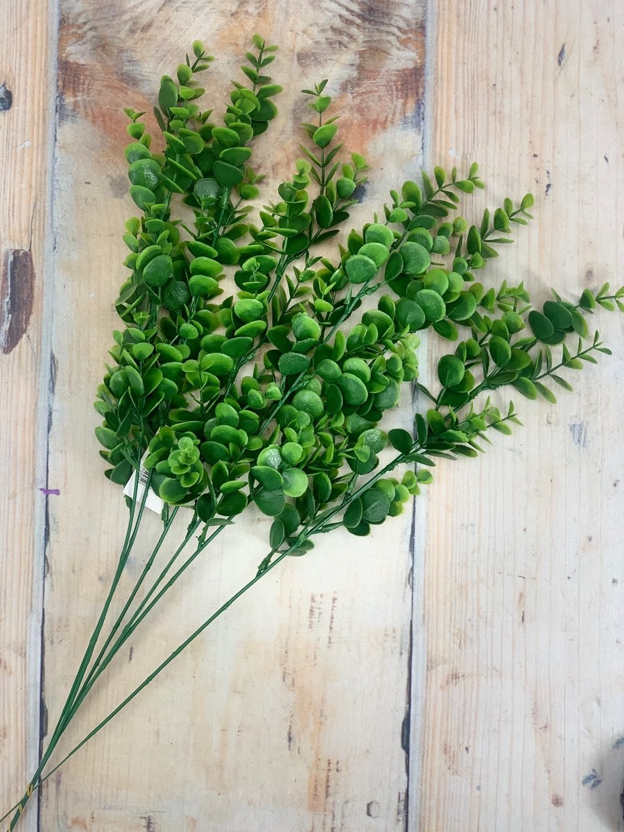 Эвкалипт дина